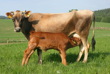 cow 14