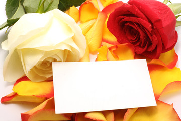 Rose and message on a petals. Background