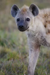 Tuinposter African Hyena © Kitch Bain