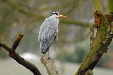 Fischreiher