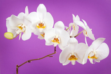 Fototapeta na wymiar Piękne białe orchidea izolować na Viollet tle