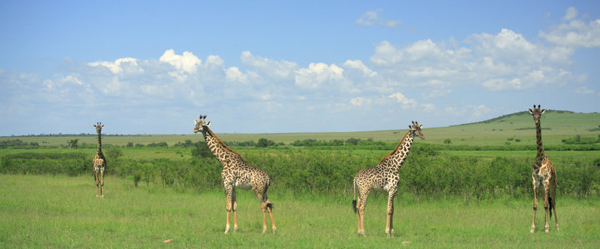 Fototapeta Panoramic view of four symmetrical giraffe