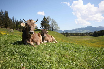 Kühe bei der Mittagsruhe