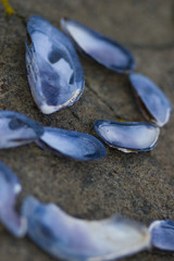 Mussel shells
