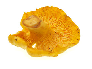 pfifferlinge, eierschwamm sommer saisons beste gemüse