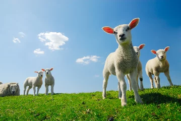 Papier Peint photo Lavable Moutons agneaux mignons au printemps