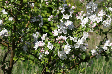 Apfelbl&uuml;ten