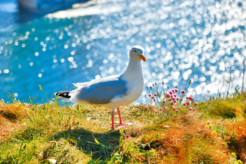 Mouette