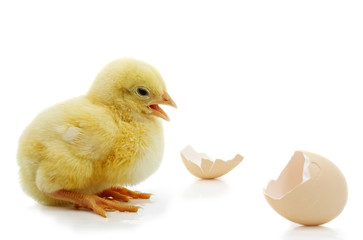 little yellow chick with egg shell
