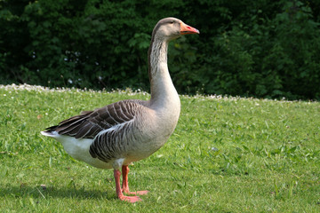 Graugans 2