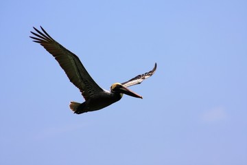 flying pelican