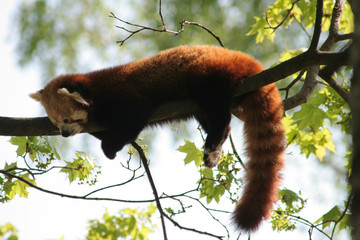 Lesser panda