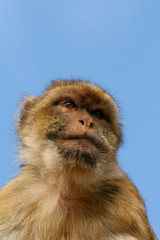 Portrait of Barbary Macaque monkey