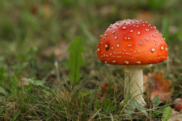 Autumn scene: toadstool