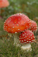 Big and small toadstools close together