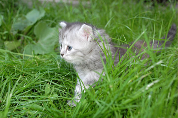Naklejka na ściany i meble grey kitten in grass