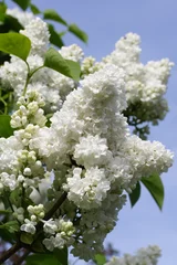 Poster Lilac white lilac