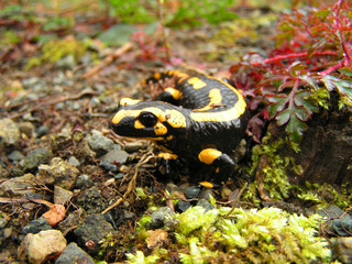 Feuersalamander