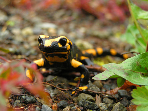 Feuersalamander