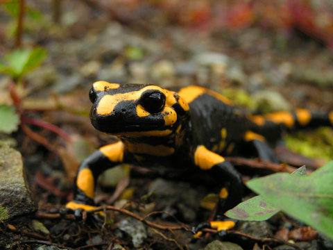Feuersalamander
