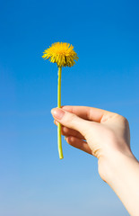 Woman hand with dandelion on blue sky background