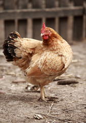 hen on barnyard