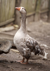 domestic goose on barnyard