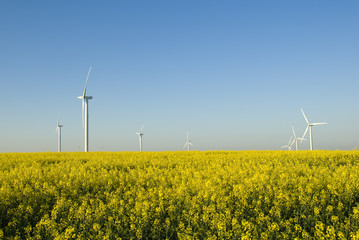 éoliennes et colza