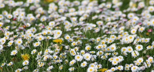 Gänseblümchen © grafikarin