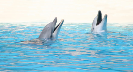 Delphine © grafikarin