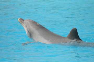 Delphin