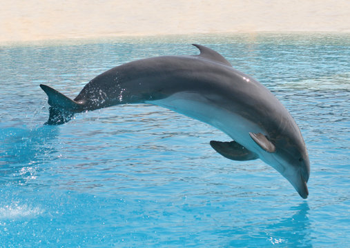 Delphin