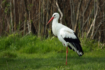 The Stork