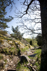 Rock Covered Landscape