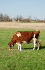 The cow is grazed on a meadow