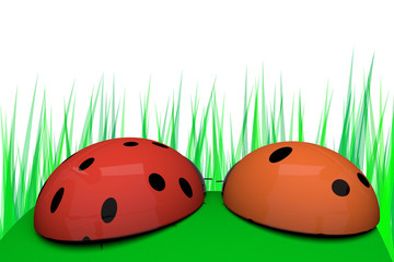 pair ladybird