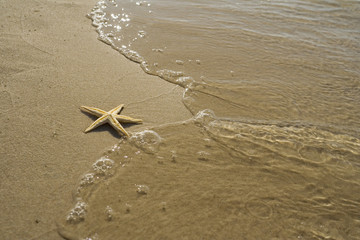 the starfish on the beach