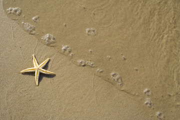 the starfish on the beach
