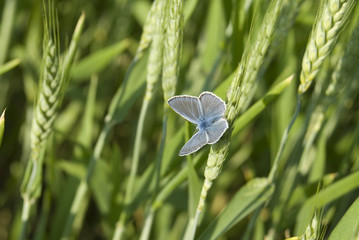 Farfalla in un campo di grano