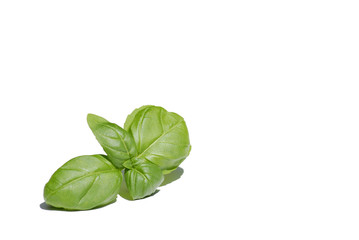 Basilikum