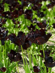 black tulips