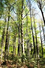 Obraz premium Forest