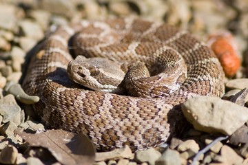Rattlesnake! 