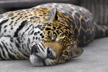 Foto auf Acrylglas Lolling leopard in the zoo © Dimitar Marinov