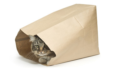 The cat's in the Bag
