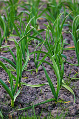 Obraz premium green garlic leaves growing in spring