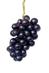 Fototapeta premium Weintrauben