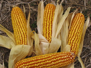 espigas de maiz