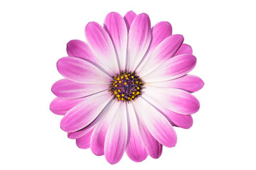 Fototapeta premium Flower of African daisy