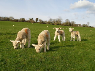 Obraz premium Lambs
